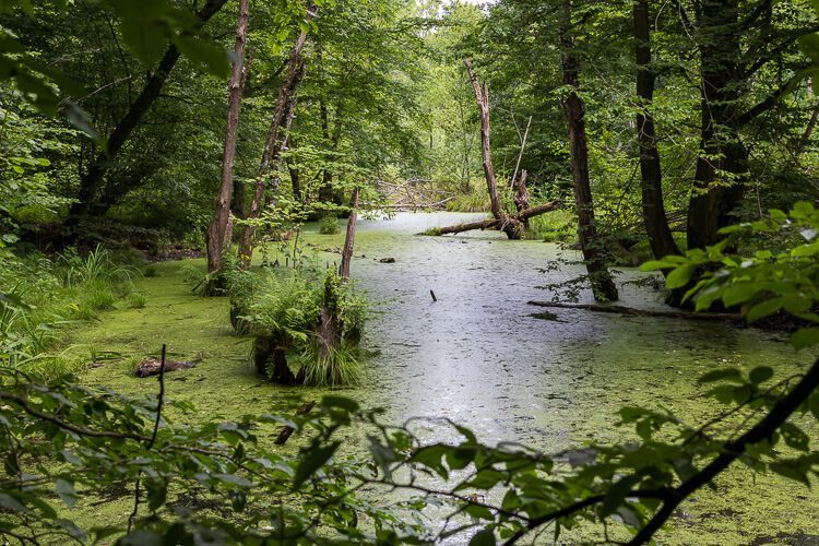 Gewässer in der Wahner Heide Sumpfartiges Gewässer auf der Aggerauen-Tour in der Wahner Heide.