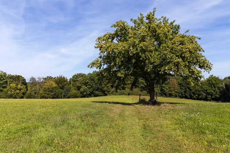Mein Zauberbaum auf der Altenrath-Tour Ein einzelner Baum mit einer Bank steht auf einer Wiese bei Altenrath.