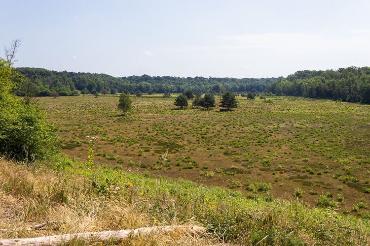 Das Pionierbecken 2 in der Wahner Heide ist in eine renaturierte Kiesgruppe, heute eine weite Ebene.