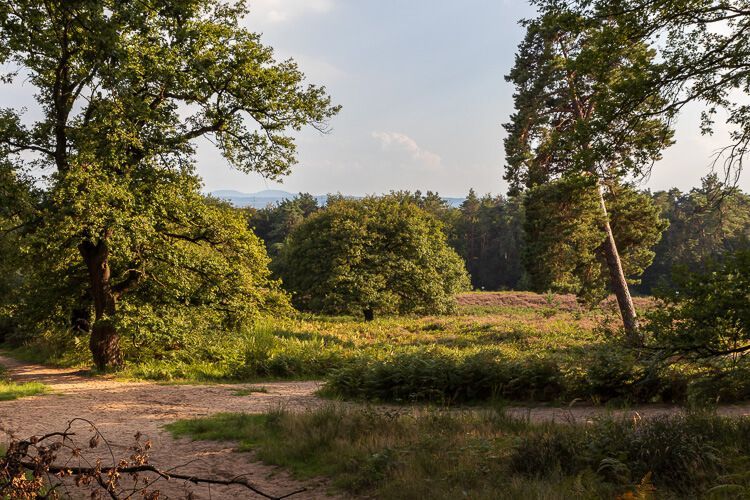 Wandern im Abendlicht in der Wahner Heide Wahner Heide im warmen Abendlicht.