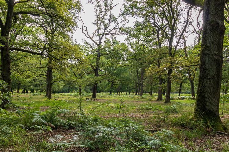 Hudewald auf der Geisterbusch-Runde Alter Hudewald in der  Wahner Heide mit beeindruckenden Bäumen.
