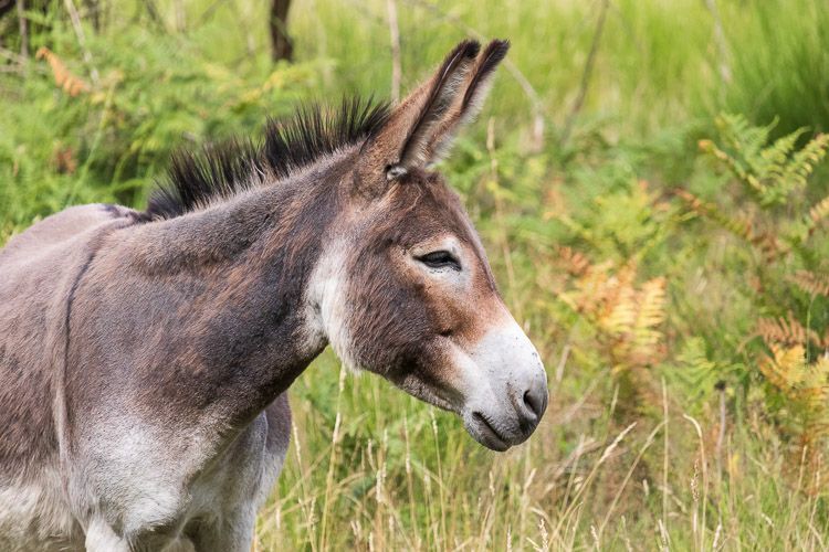 Esel als Landschaftsgärtner Esel im Geisterbusch in der Wahner Heide.