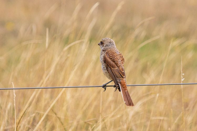Ein Neuntöter-Weibchen sitzt auf einem Zaun an einer Weide in der Wahner Heide.