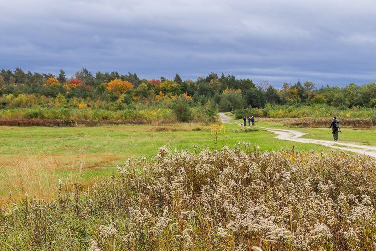Wandern in der Wahner Heide in herbstlicher Stimmung Freies Feld mit herbstlichem Wald im Hintergrund auf der Herfeld-Tour.