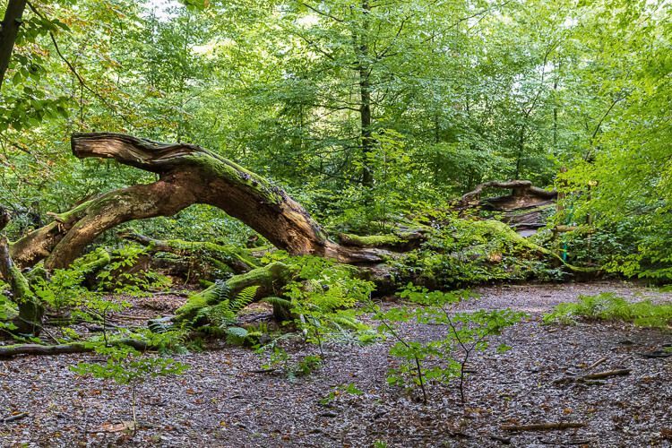 Eine Eiche liegt zusammengebrochen in der Wahner Heide.