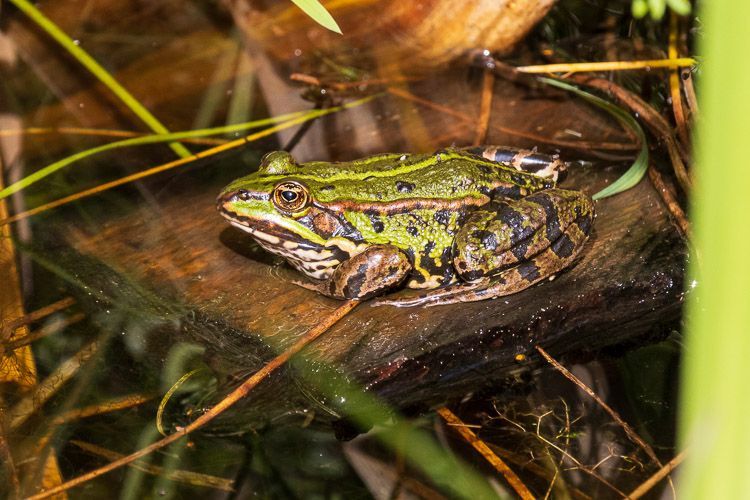 Frosch bei der Alten Panzerwaschanlage Frosch in einem Tümpel in der Wahner Heide.