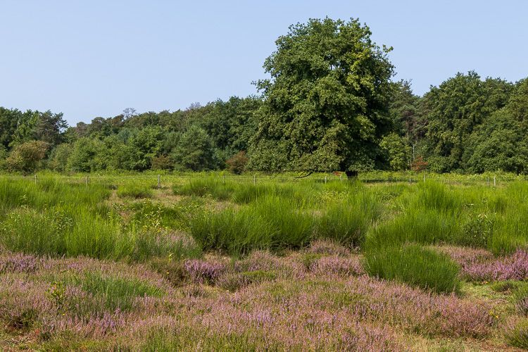 Idylle in der Wahner Heide Auf der Maikammer-Tour in der Wahner Heide blüht die Heide.