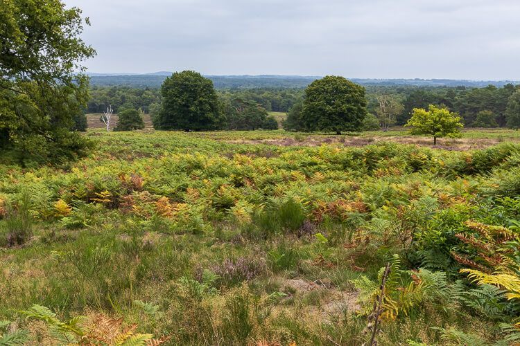 Naturschutzgebiet Wahner Heide Blick auf die Wahner Heide bei Köln von der höchsten Erhebung, dem Telegraphenberg.