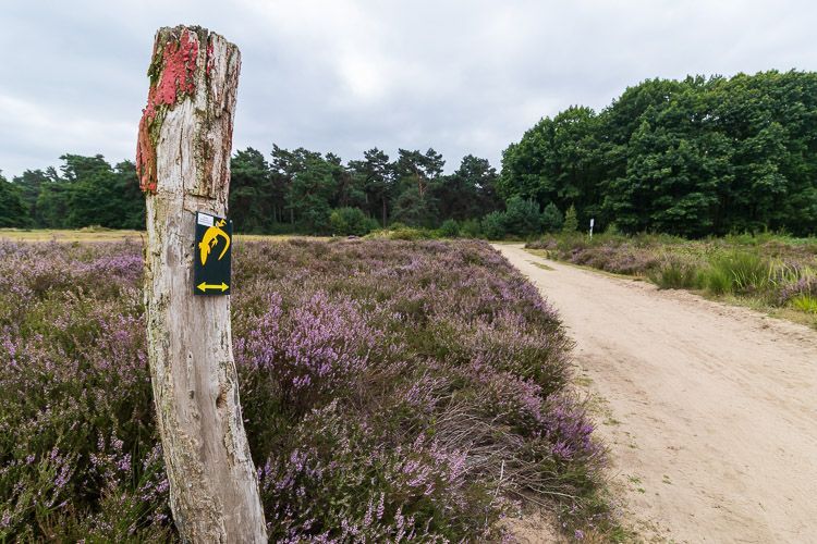 Blühende Heide in auf der Telegraphenberg-Tour Heidefläche mit Wegmarkierung in der Wahner Heide.
