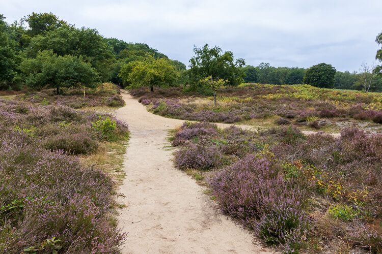 Auf dem Weg zum Telegraphenberg Sandige Pfade führen durch die Heideblüte in der Wahner Heide.