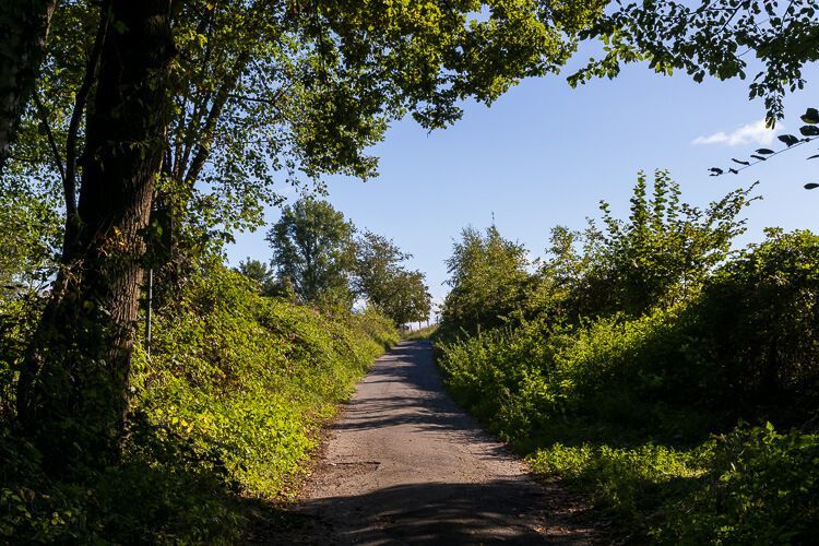 Wandern in der Wahner Heide: Turmhof-Tour Ein Weg führt aus dem Wald hinaus in Richtung eines naheliegenden Dorfes.