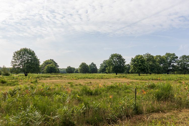 Rundwanderweg in der Wahner Heide führt an weiten Weideflächen und Hudewäldern vorbei.