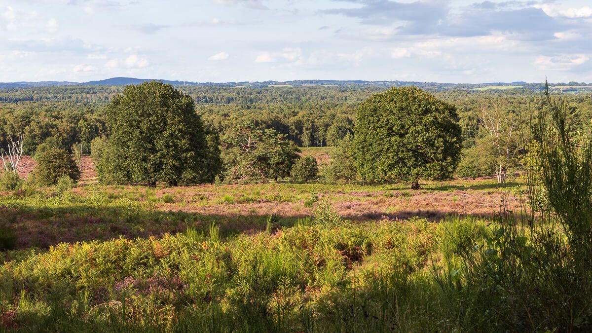 Blick vom Telegraphenberg in der Wahner Heide auf die blühende Heidelandschaft.
