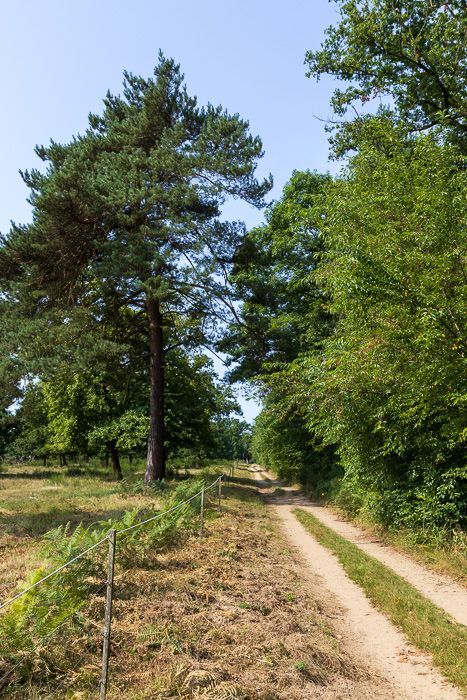 So kann eine Wanderung in der Wahner Heide aussehen Wanderweg an Weideflächen in der Wahner Heide.