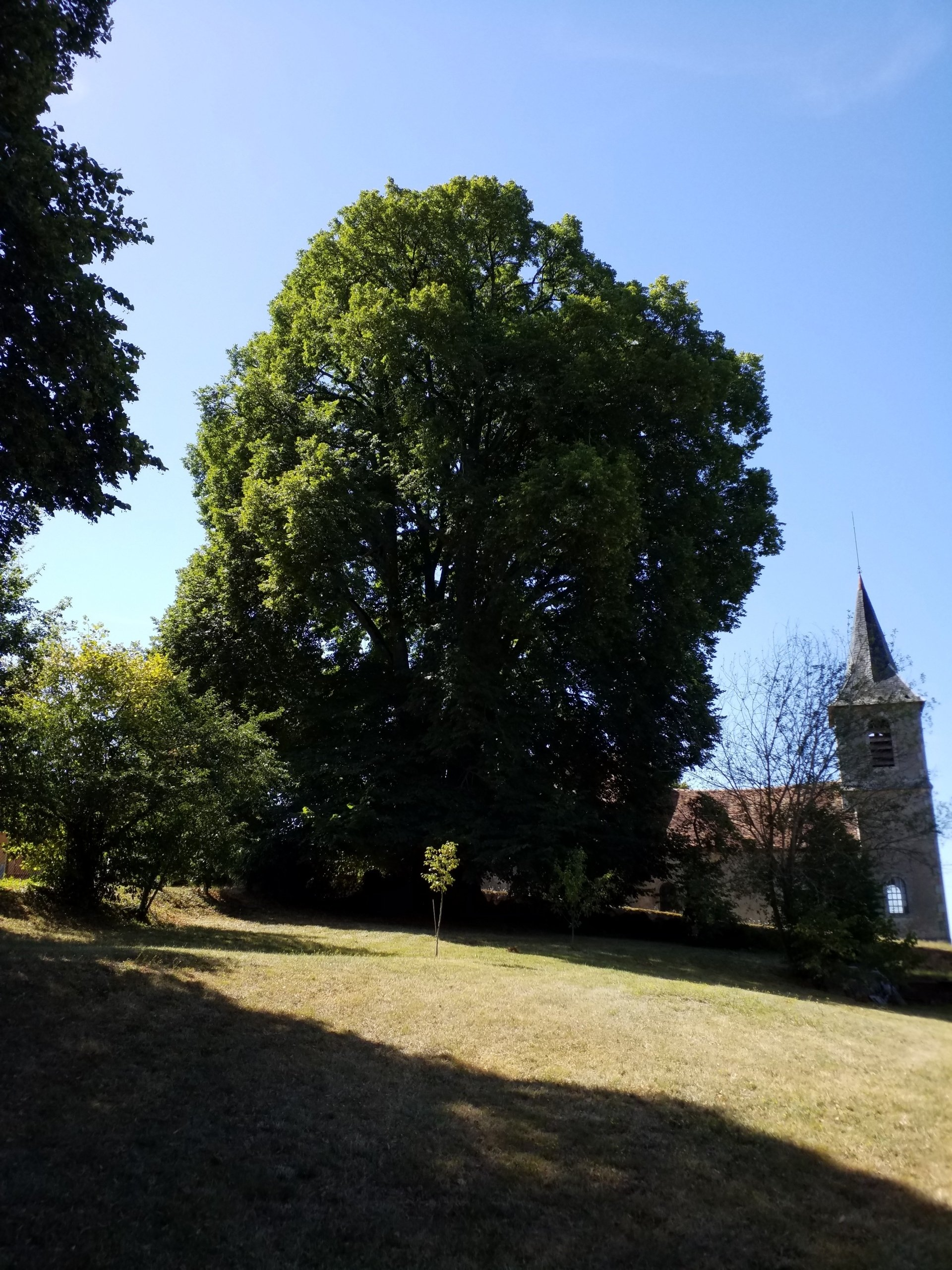 Arbre remarquable (Tilleul) à Empury, près de l'Eglise