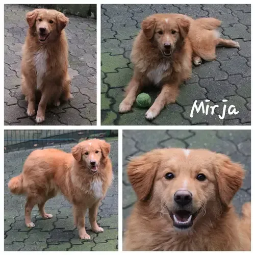 Mirja