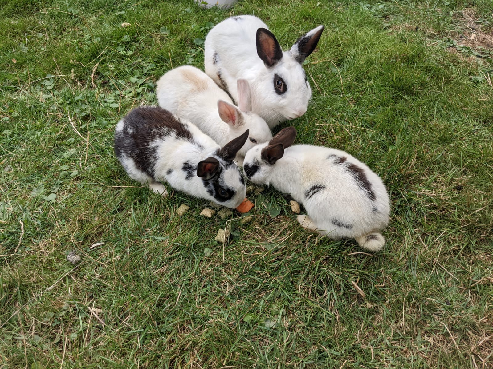 unkastrierte Böcken