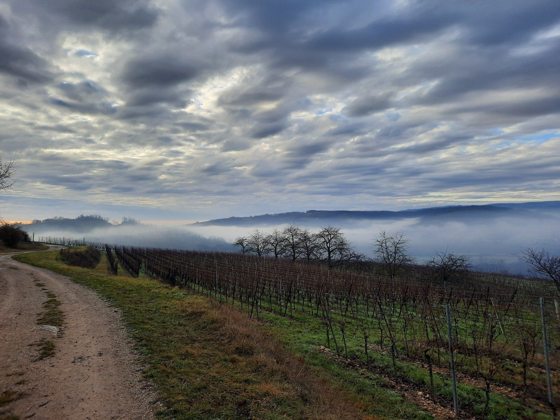 randonnée vignoble Strasbourg  Alsace