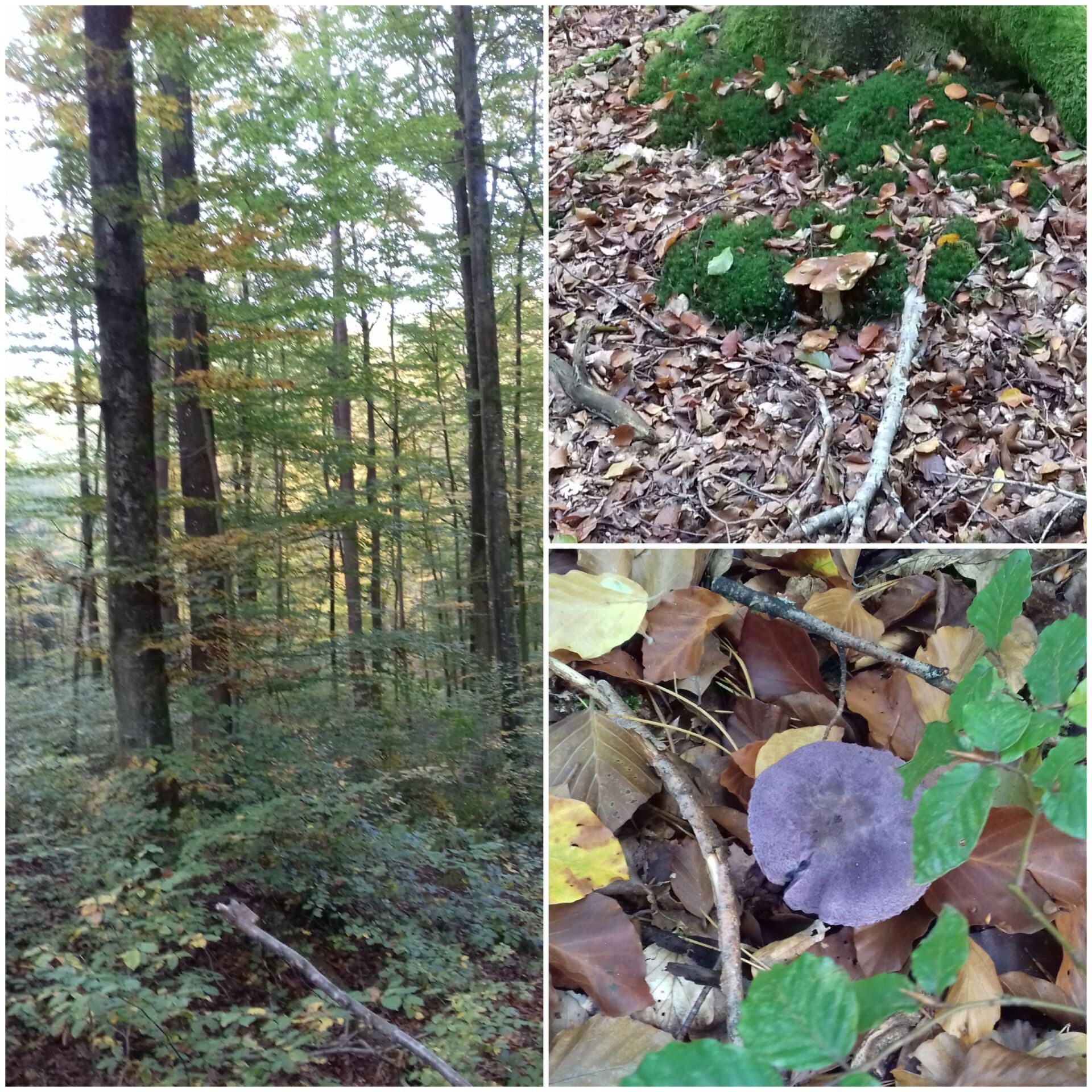 automne alsace repaire des hirondelles champignons