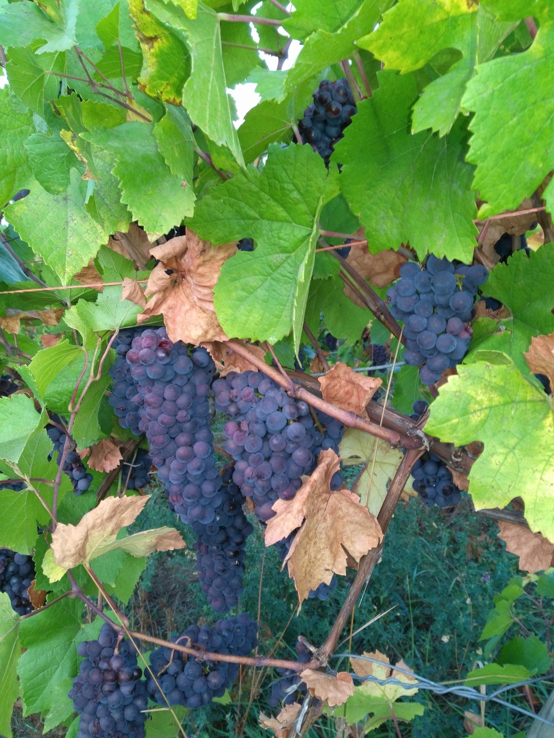 le repaire des hirondelles scharrachbergheim strasbourg vignoble raisin vin d'alsace