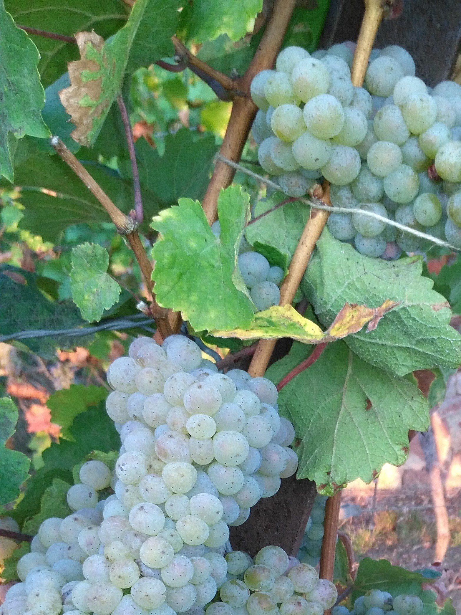 le repaire des hirondelles scharrachbergheim strasbourg  raisin vin d'alsace