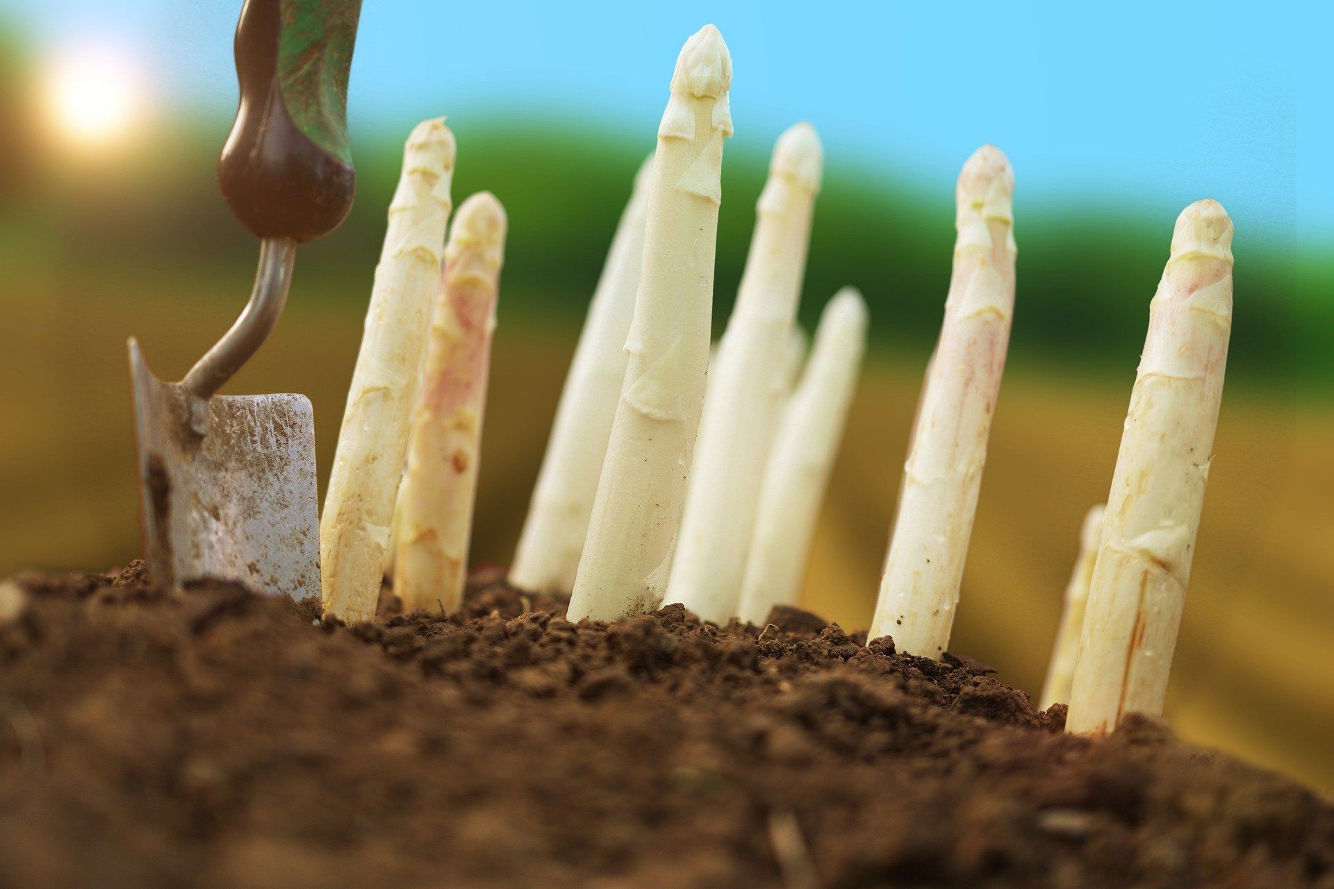 asperge d'alsace