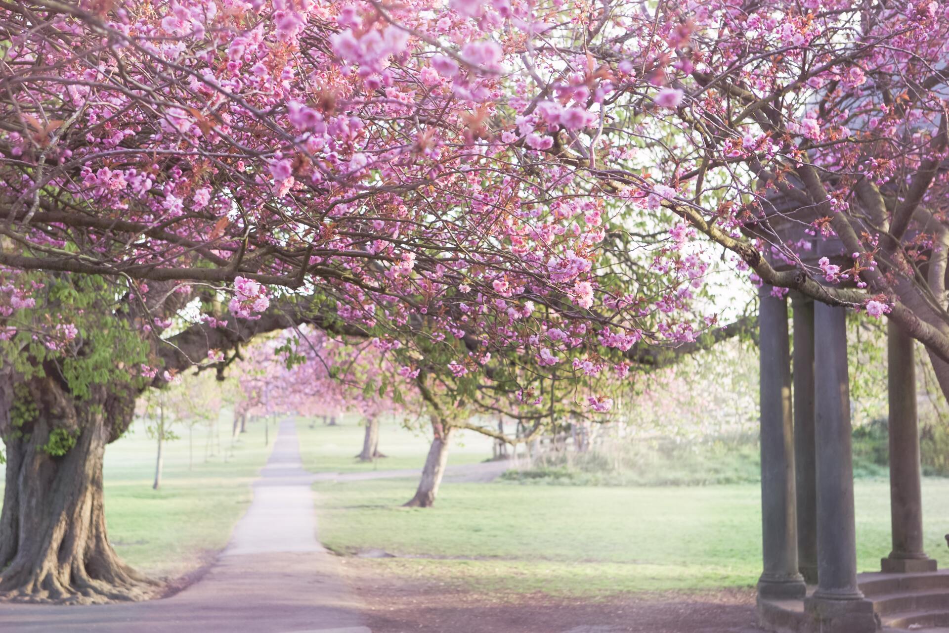 Harrogate Town Stray