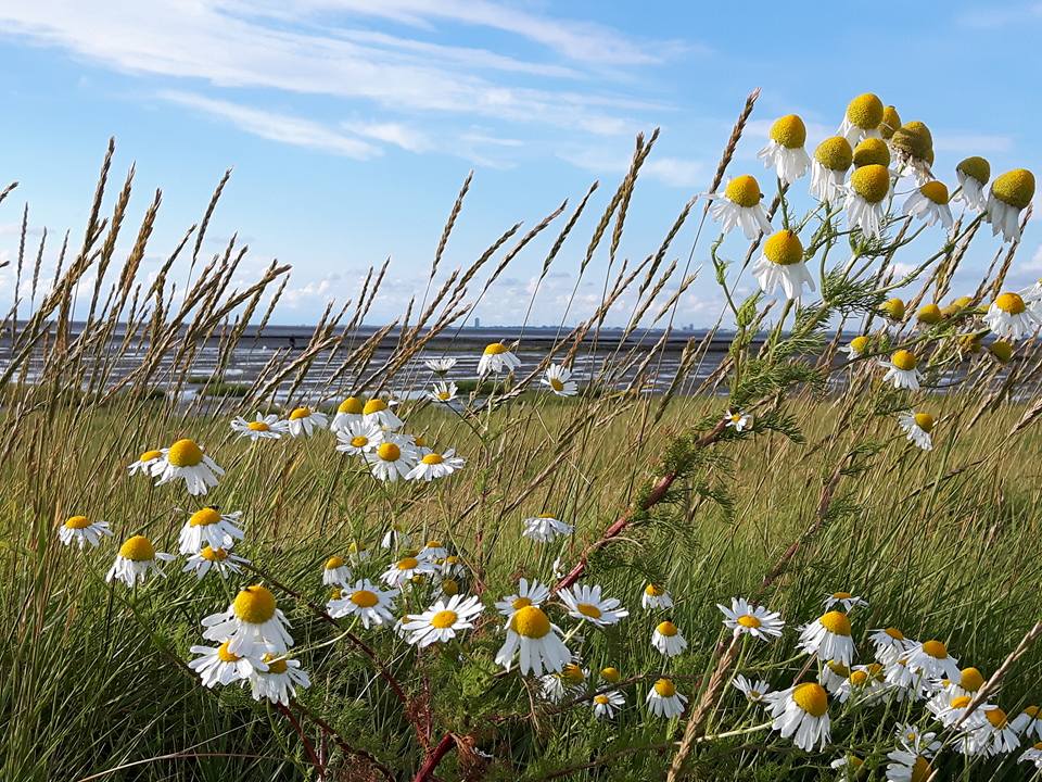 Pflanzen Vorland Nordsee Friedrichskoog