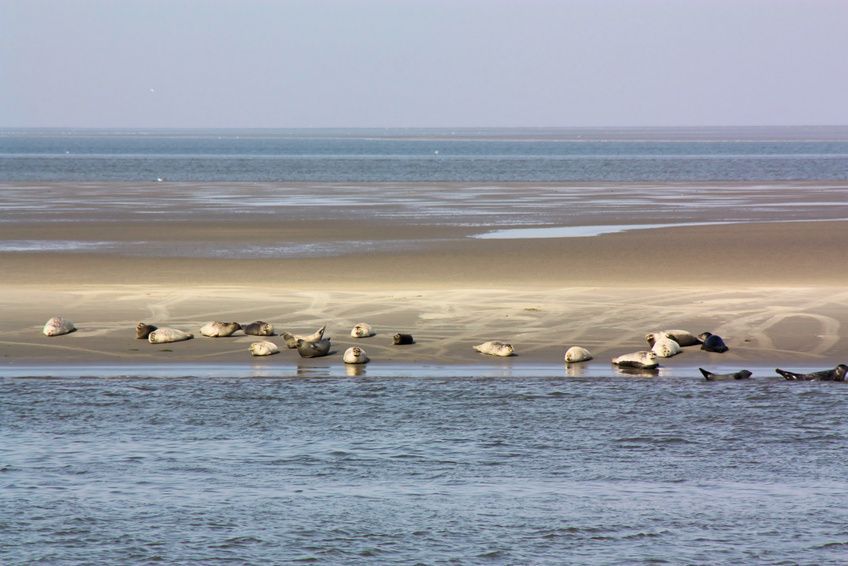 Seehundbank in der Nordsee