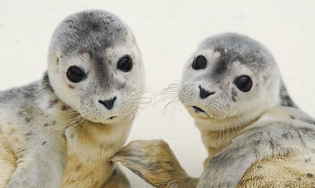 Seehunde Heuler aus der Nordsee bei Friedrichskoog