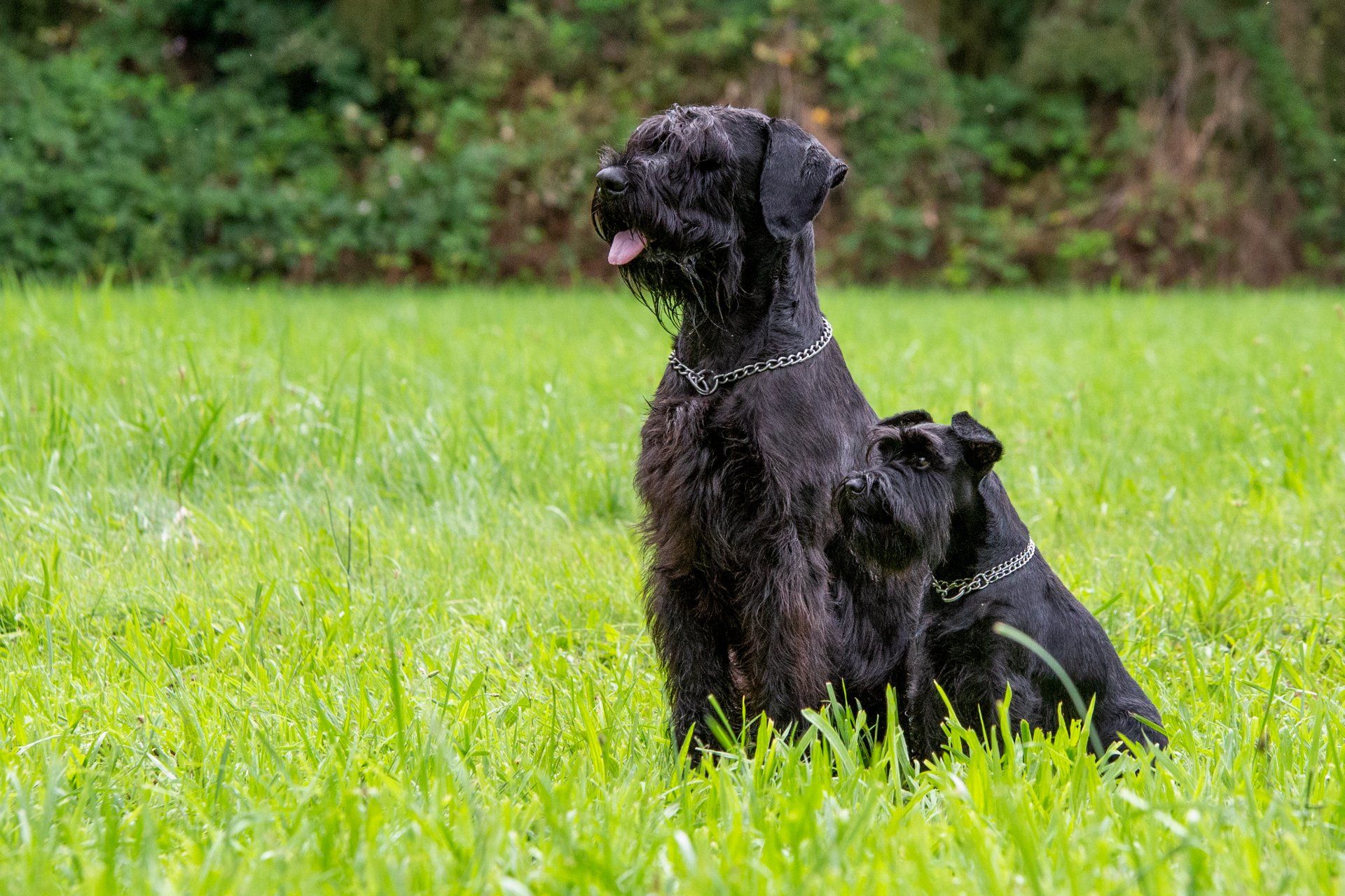 Zoe vom Lindelbrunn, RSs & Yack von der Schavener Heide, ZSs