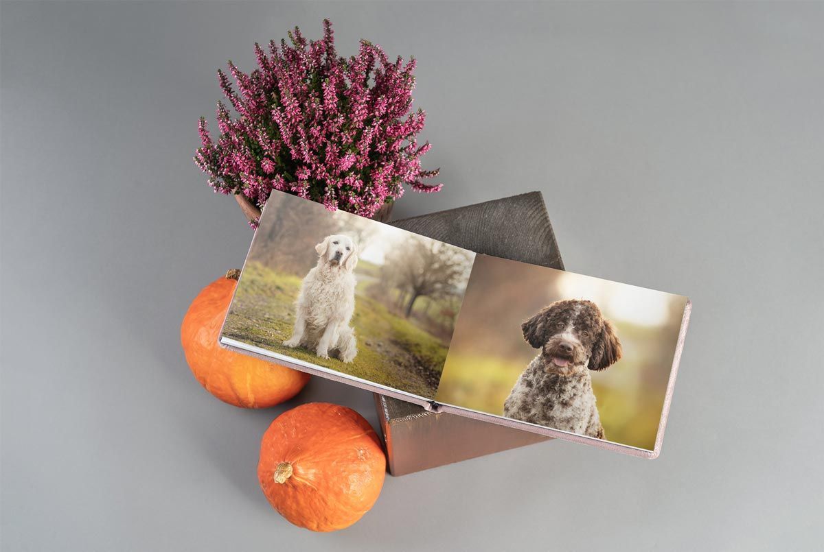 Fotoshooting Hund Produkte Bild im Rahmen