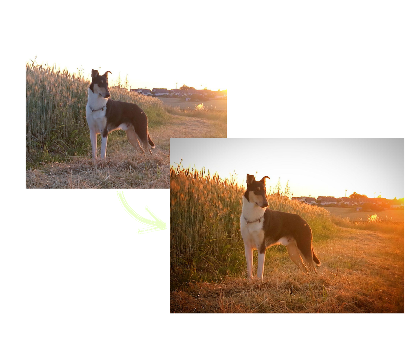 Bildbearbeitung Handy Kurzhaarcollie im Sonnenuntergang