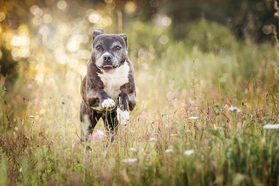 Fotografie und Zeit Staffordshire Terrier rennt über Wiese