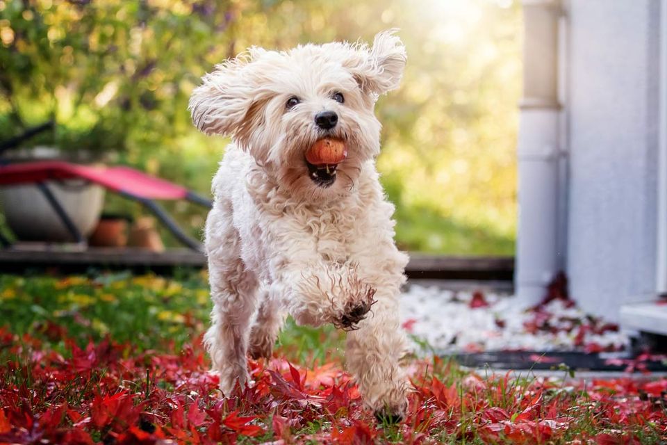 Fotografie und Zeit Spanischer Wasserhund spielt mit Apfel