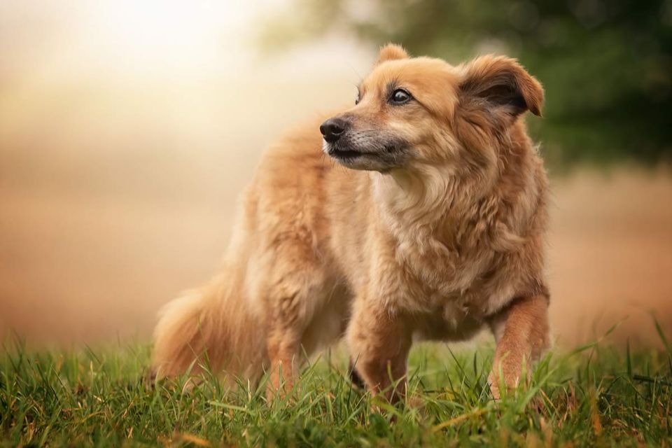 Fotografie und Zeit kleiner Mischling auf einer Wiese
