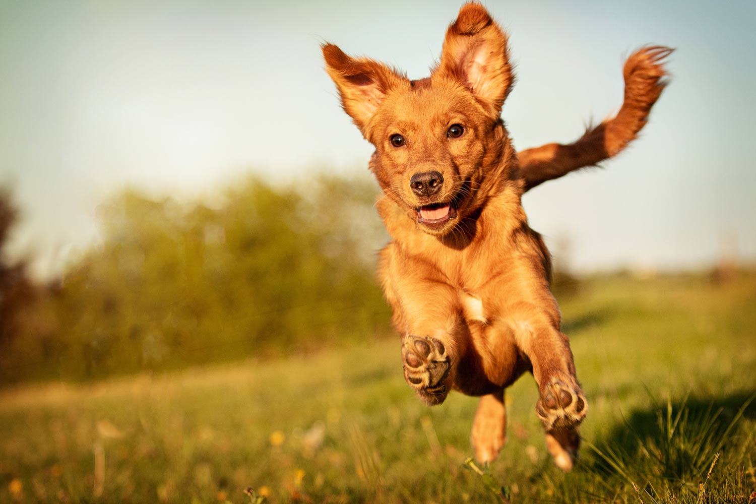 Was muss mein Hund bei einem Fotoshooting können - Nova Scotia Duck Tolling Retriever rennt auf die Kamera zu