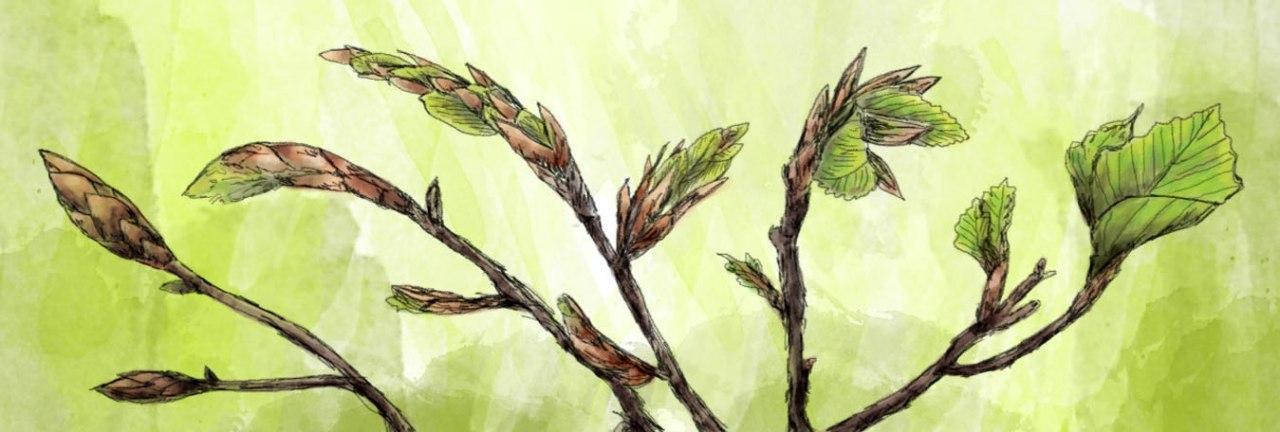 Fotografin Trier Zeichnung Buchenblätter Aquarell
