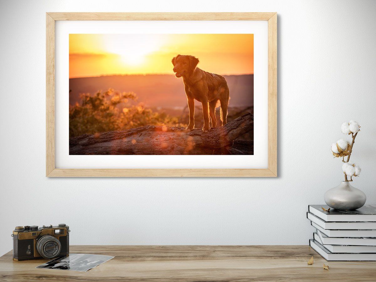 Fotografin Trier Nova Scotia Duck Tolling retriever im Sonnenuntergang