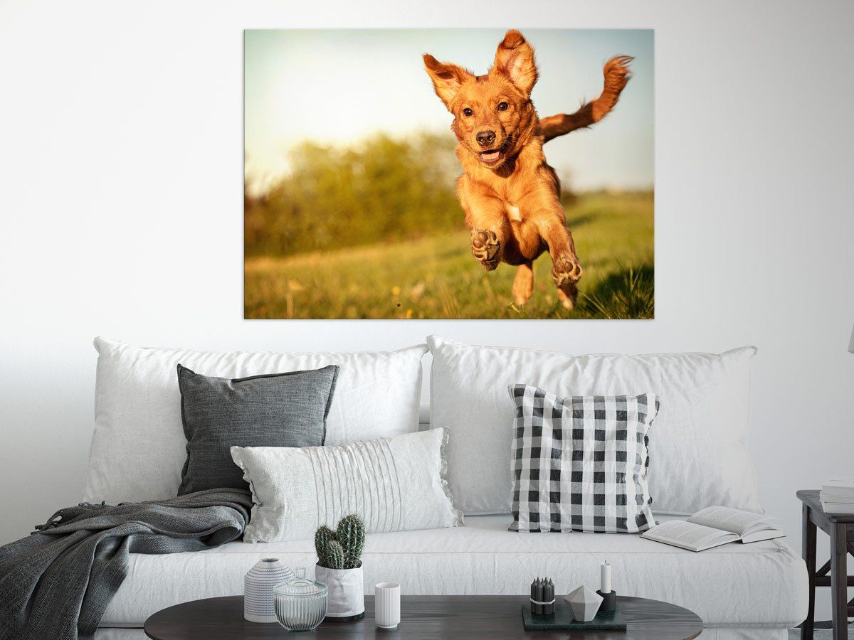 Fotografin Trier Nova Scotia Duck Tolling Retriever in Action