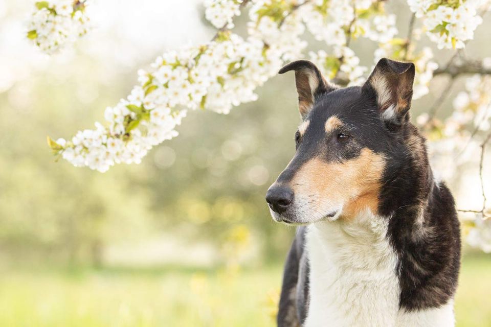 Fotos im Frühling Kurzhaarcollie Portrait mit Kirschblüten