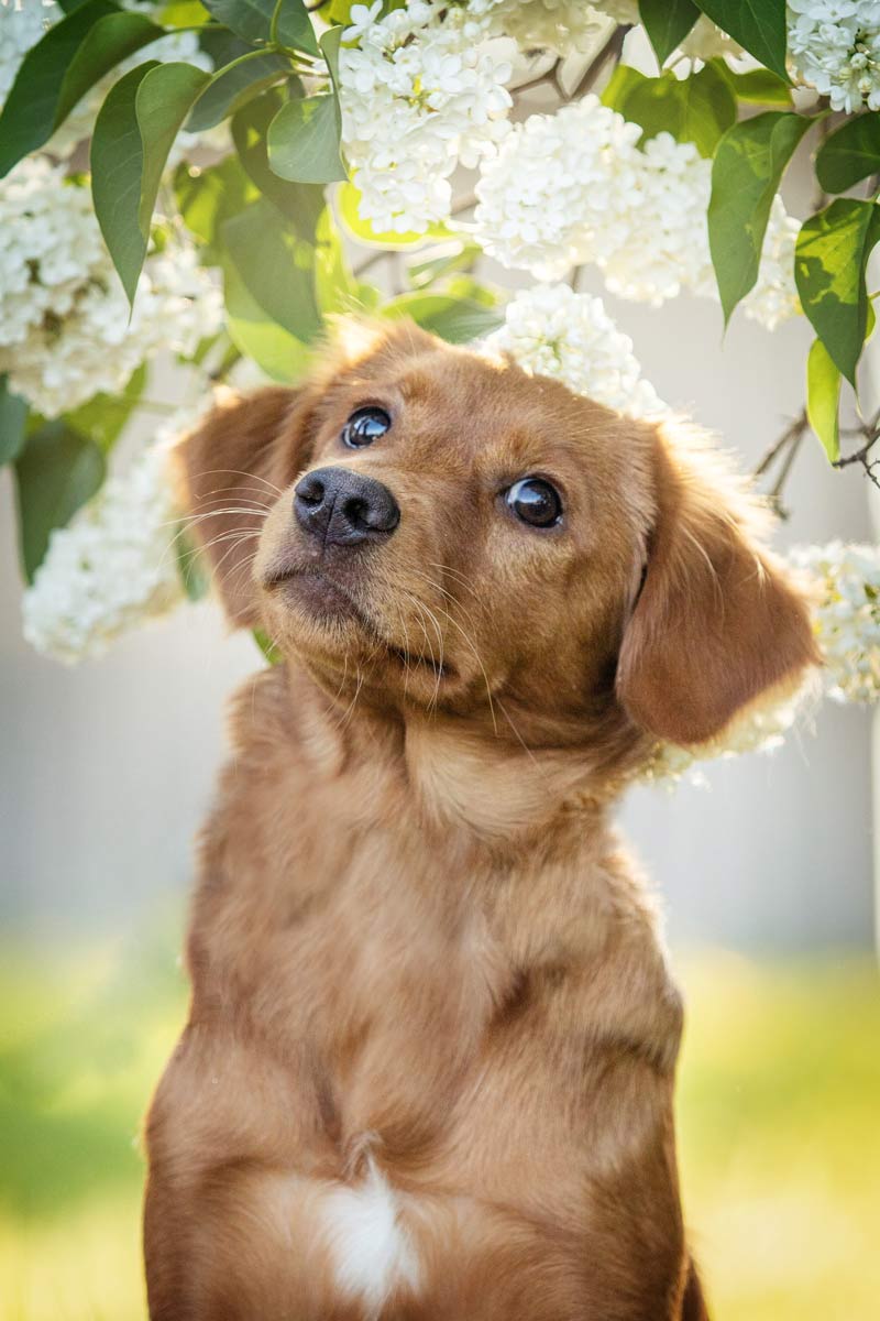 Fotos im Frühling Nova Scotia Duck Tolling Retriever Portrait mit Flieder