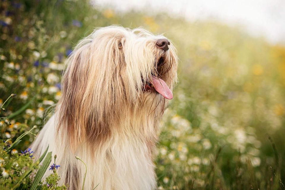 Fotos im Frühling Bearded Collie Portrait vor Wiesenblumen