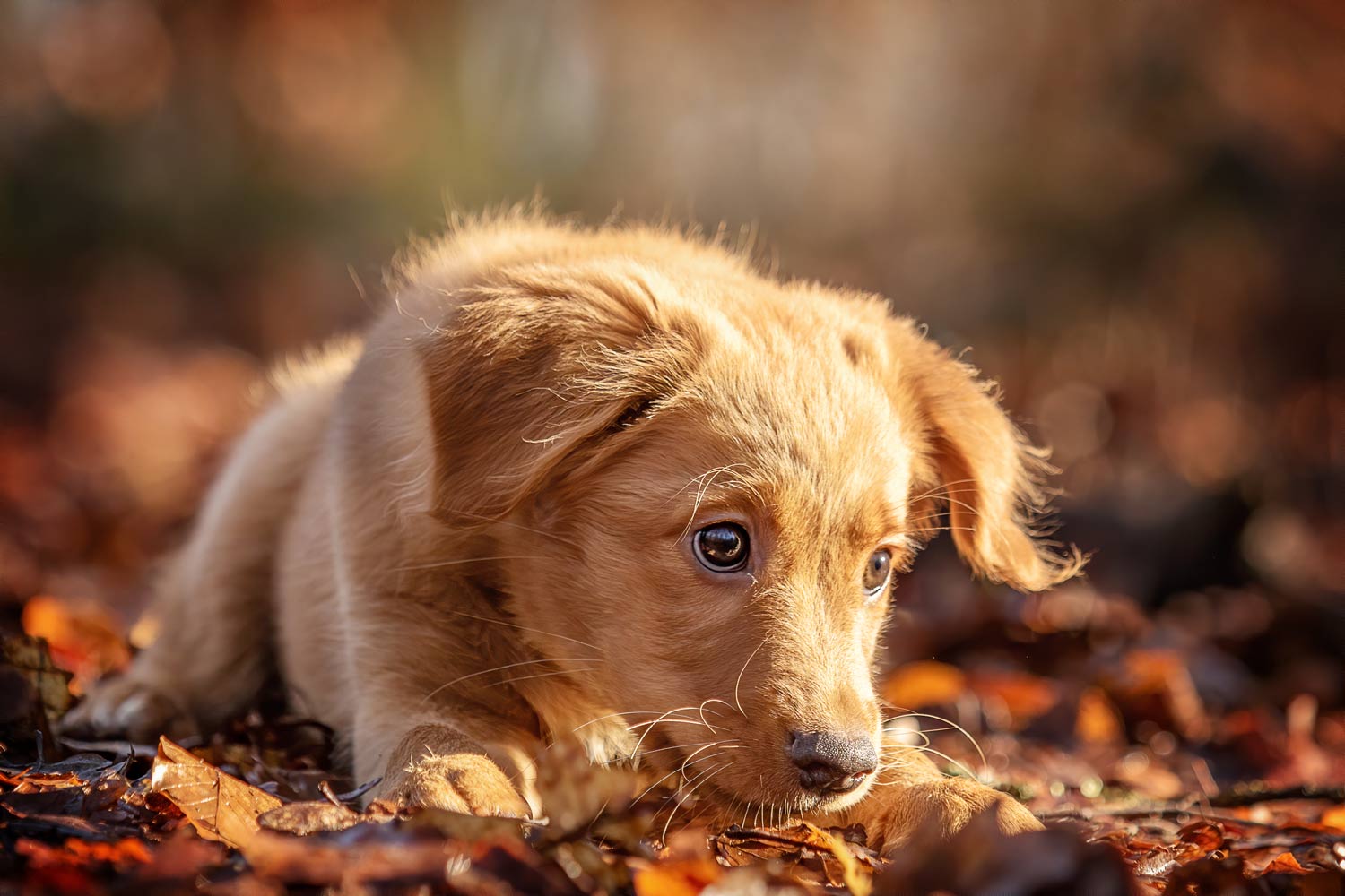 Fotoshooting Herbst Welpe Nova Scotia Duck Tolling Retriever im Wald