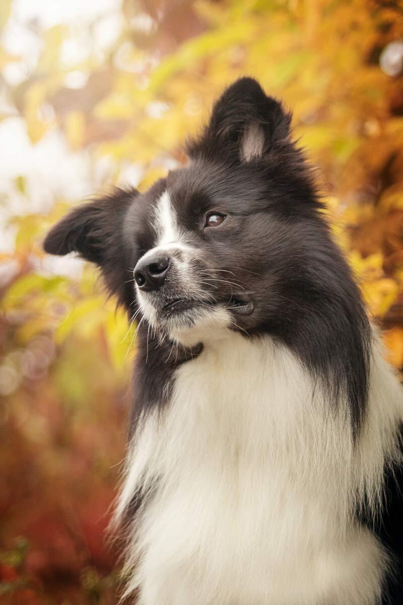 Fotoshooting Herbst Border Collie Portrait vor buntem Laub