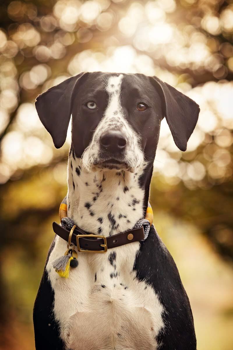 Fotoshooting Herbst Dalmatiner-Mix Portrait im Morgenlicht