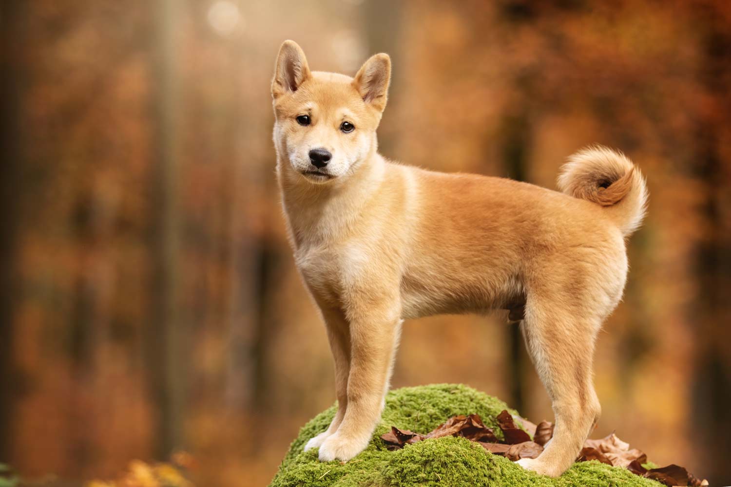 Fotoshooting Herbst Welpe Shiba Inu im Herbstwald