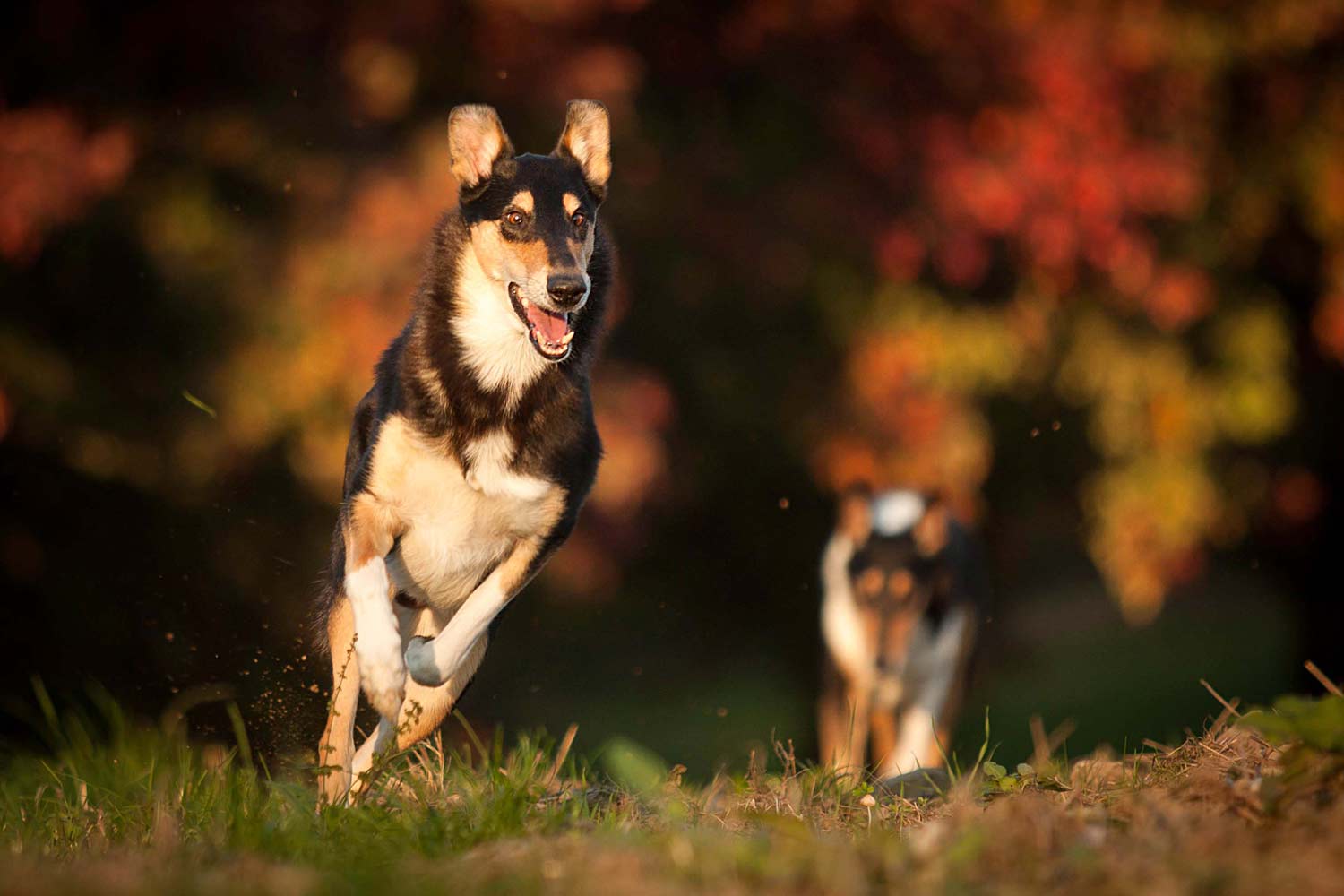 Herbstshooting Hund Kurzhaarcollie spielt vor herbstlichen Bäumen