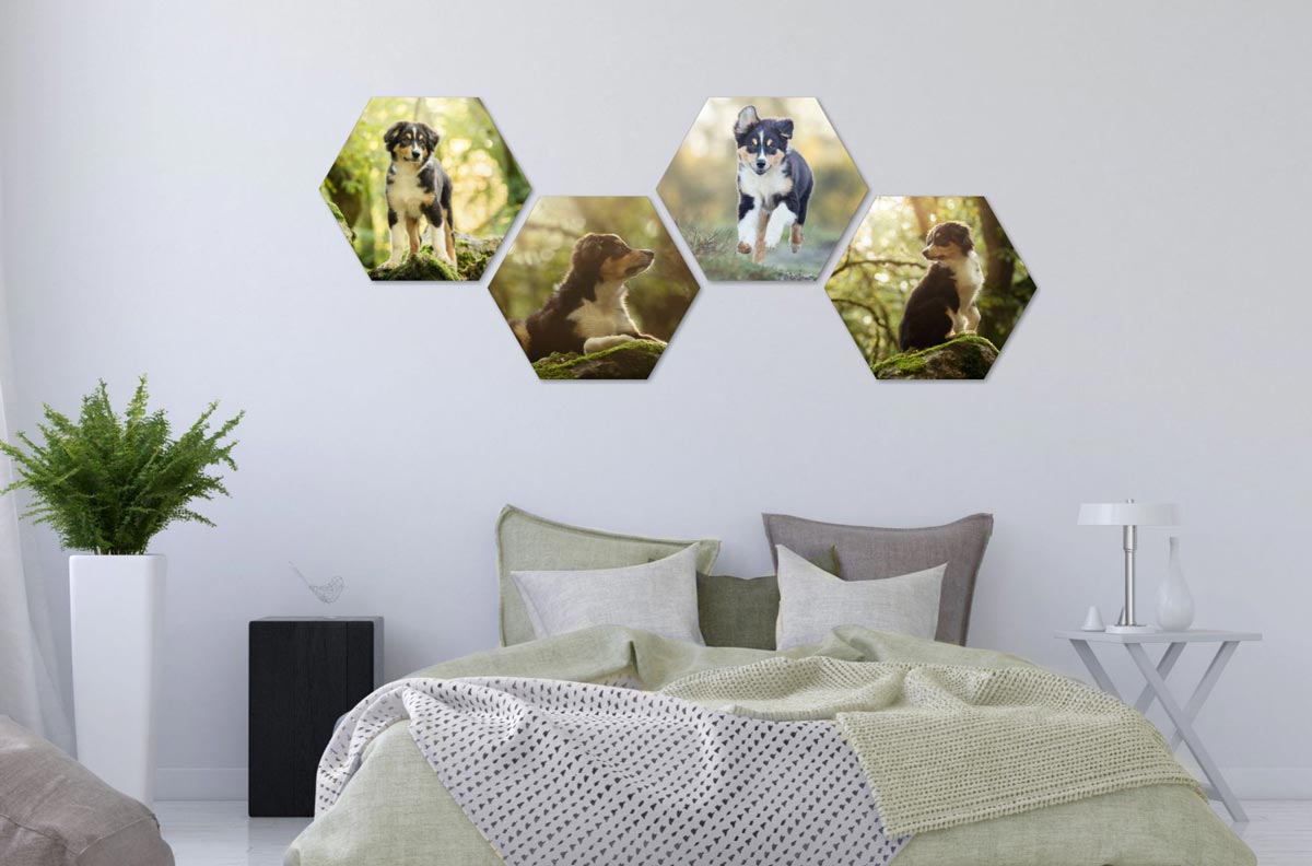 Tierfotografie Weihnachtsgeschenk Trier Hexagons