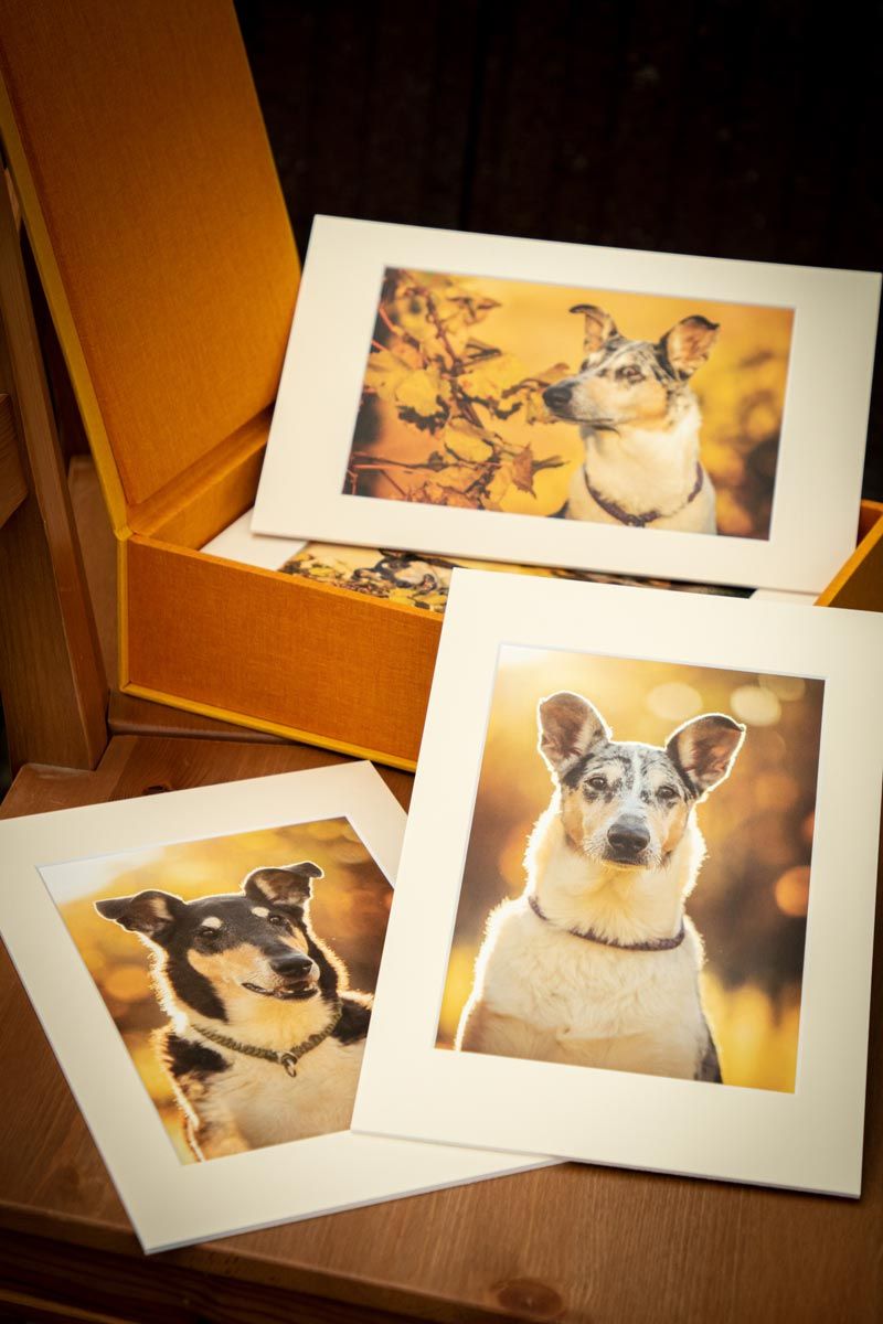 Fotoshooting Hund Produkte Bild im Rahmen